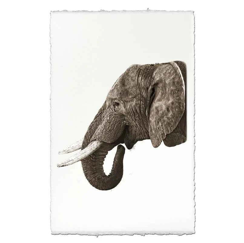 Safari Elephant Fine Art Print