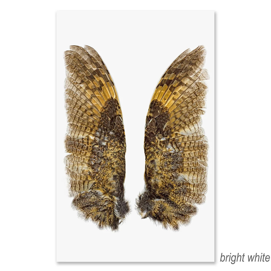 Owl Wings Fine Art Print