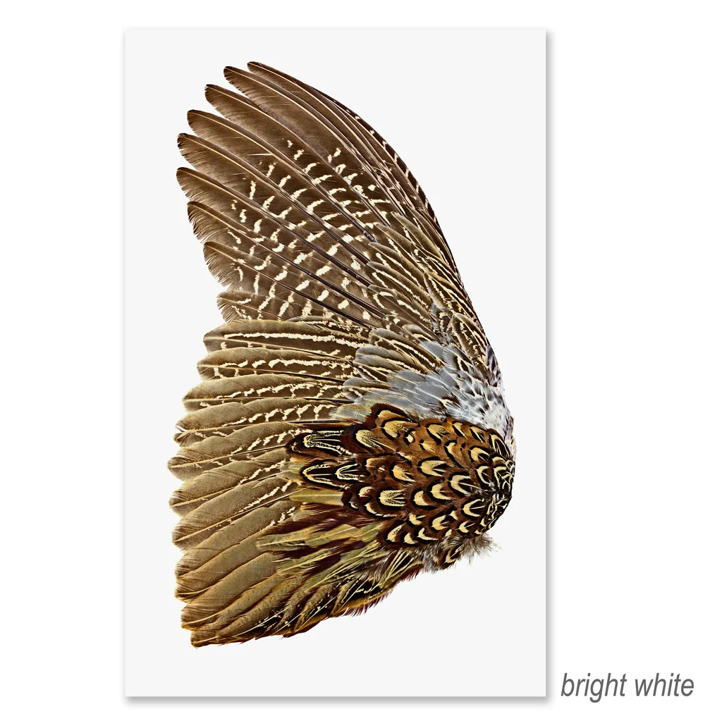 Ring Neck Pheasant Wing (Left) Fine Art Print