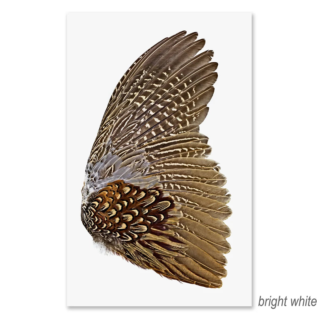 Ring Neck Pheasant Wing (Right) Fine Art Print