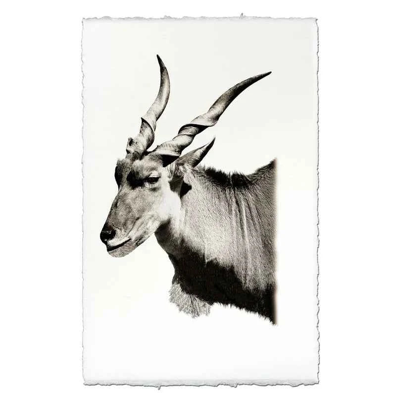 Safari Eland Fine Art Print