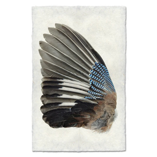 Jay Wing Left - Eric & Eloise Collection