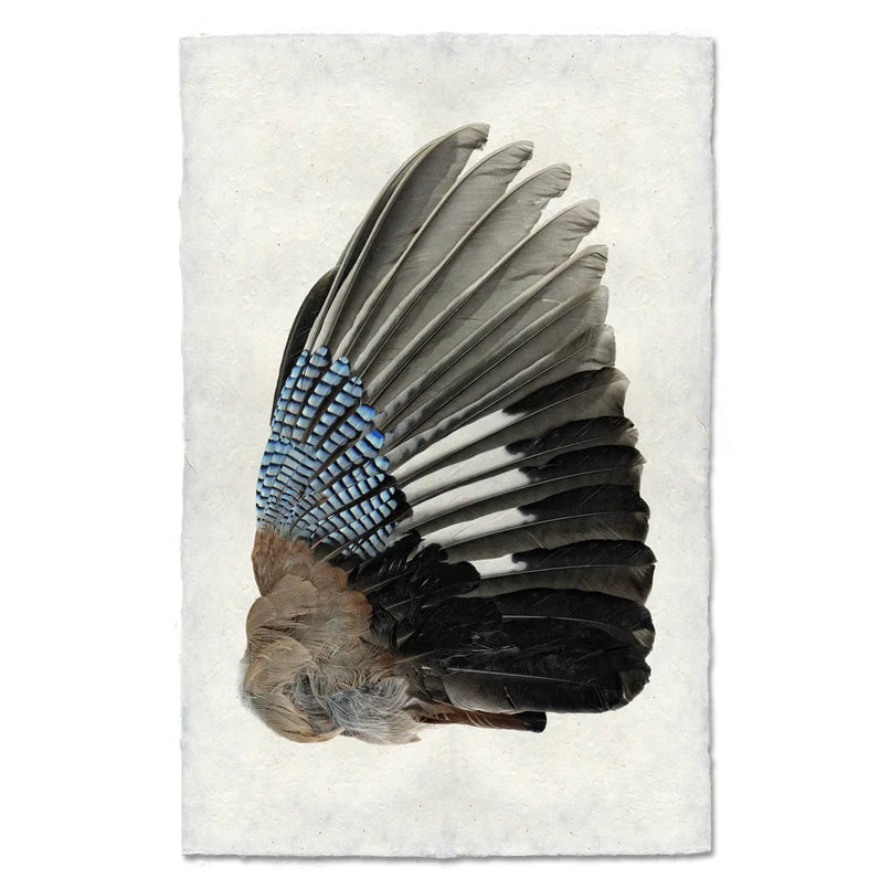 Jay Wing Right - Eric & Eloise Collection