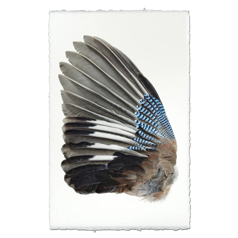 Jay Wing Left - Eric & Eloise Collection