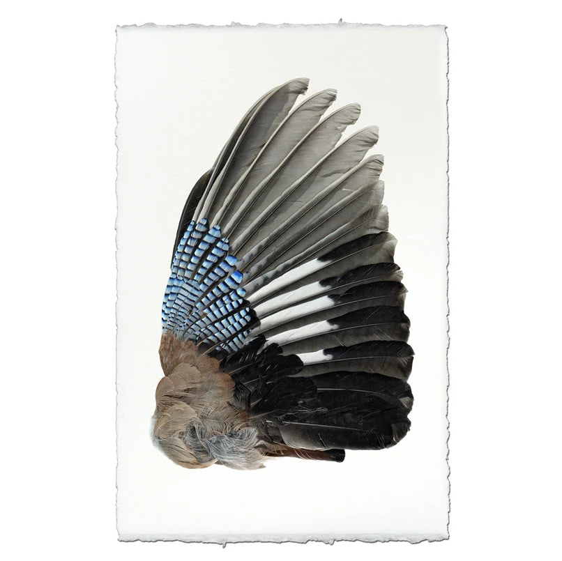 Jay Wing Right - Eric & Eloise Collection