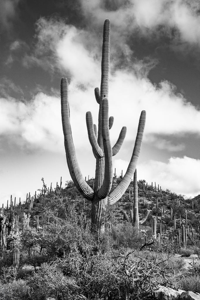 Desert Vista #1 - Eric & Eloise Collection