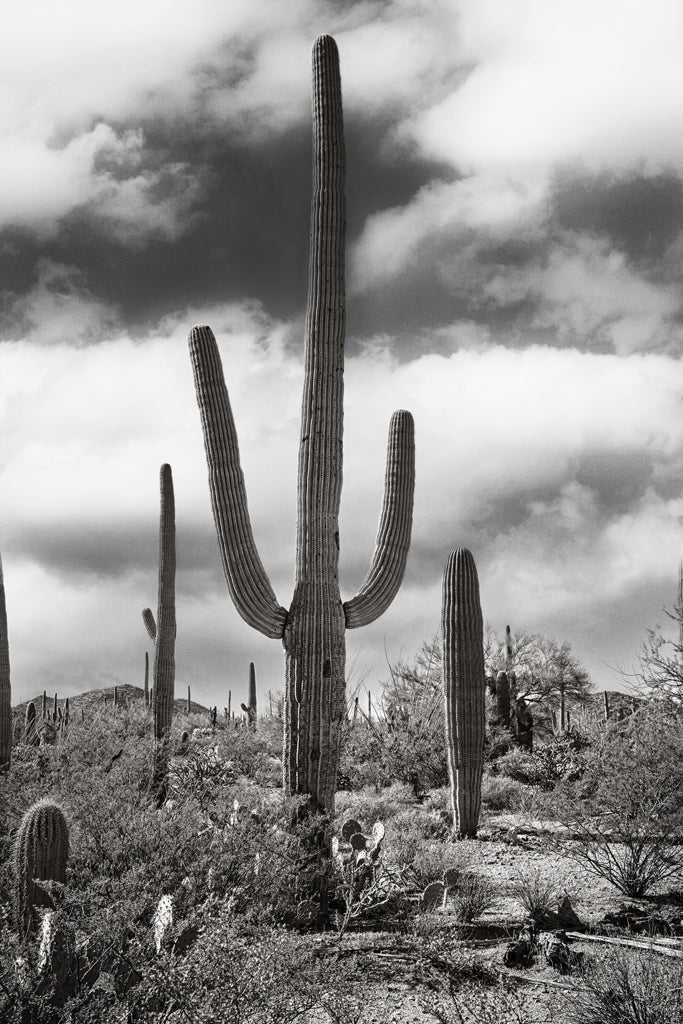 Desert Vista #2 - Eric & Eloise Collection