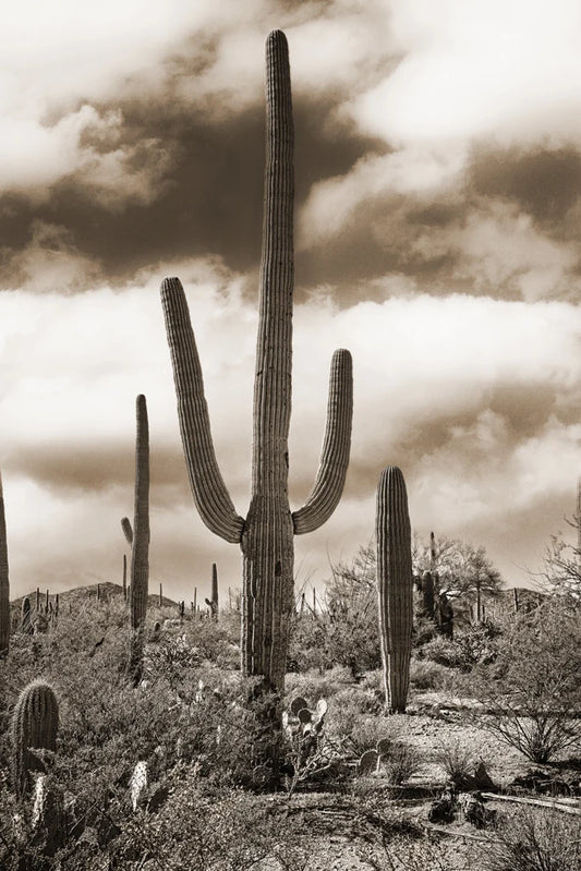 Desert Vista #2 - Eric & Eloise Collection