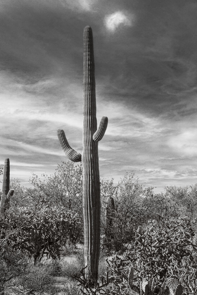 Desert Vista #3 - Eric & Eloise Collection