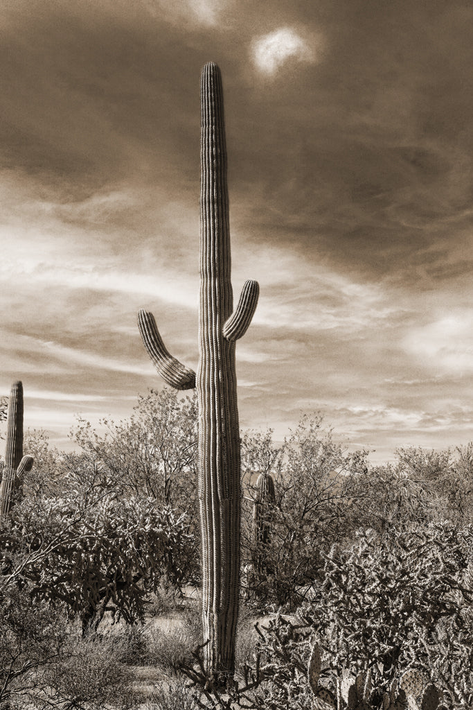 Desert Vista #3 - Eric & Eloise Collection