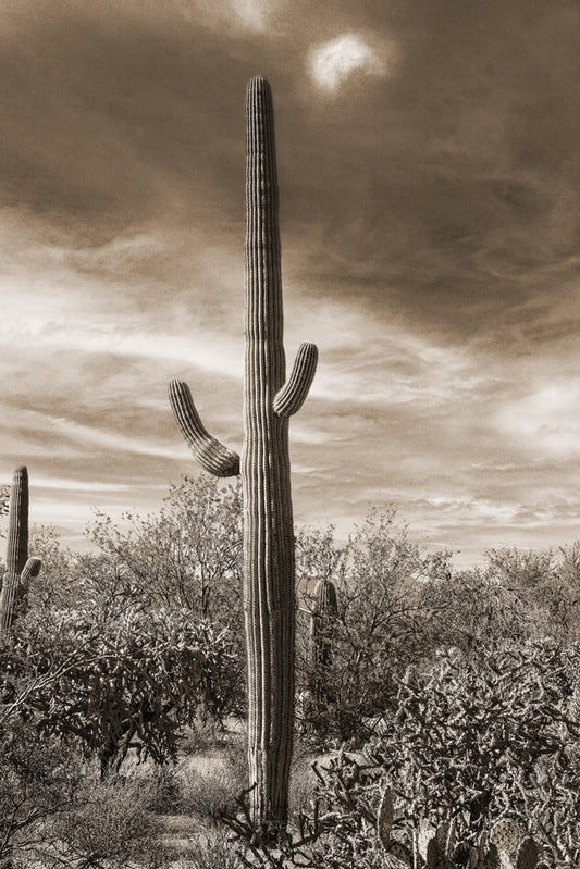 Desert Vista #3 - Eric & Eloise Collection