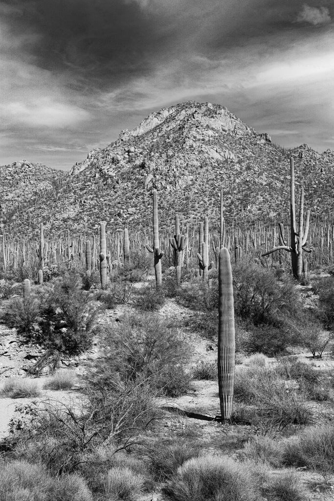 Desert Vista #4 - Eric & Eloise Collection