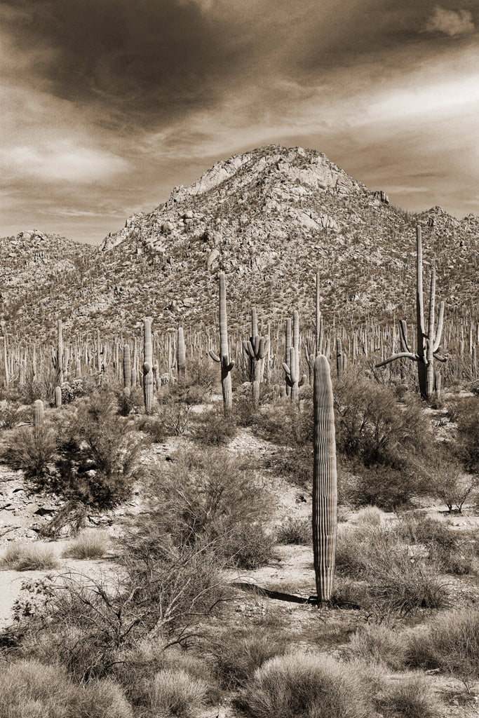 Desert Vista #4 - Eric & Eloise Collection