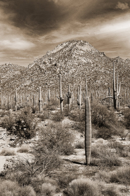 Desert Vista #4 - Eric & Eloise Collection