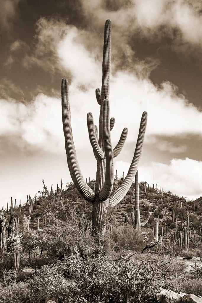 Desert Vista #1 - Eric & Eloise Collection