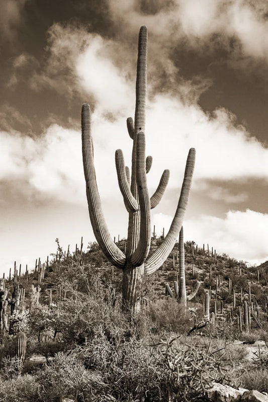 Desert Vista #1 - Eric & Eloise Collection