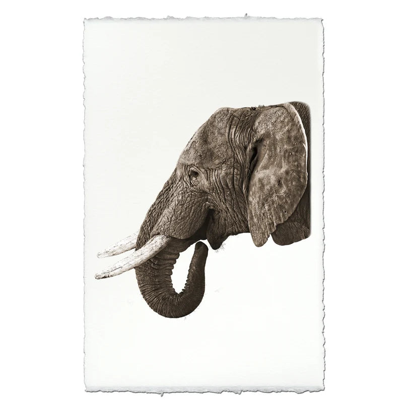 Safari Elephant - Eric & Eloise Collection