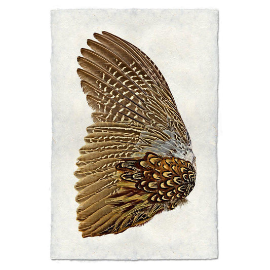 Ring Neck Pheasant Wing (Left) Fine Art Print - Eric & Eloise Collection