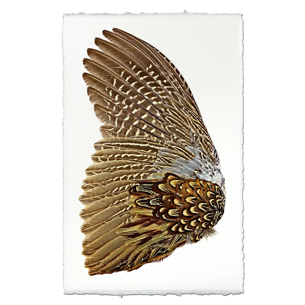 Ring Neck Pheasant Wing (Left) Fine Art Print
