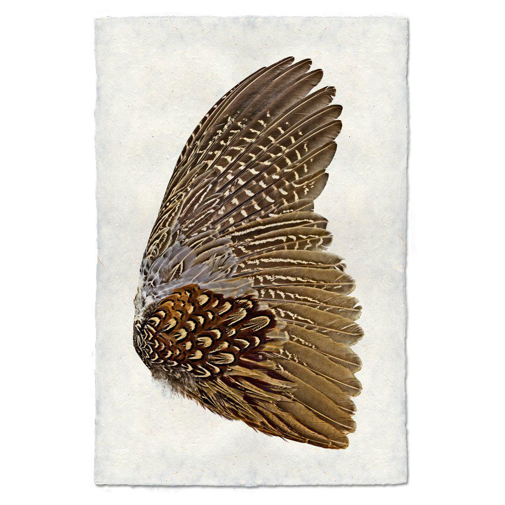 Ring Neck Pheasant Wing (Right) Fine Art Print