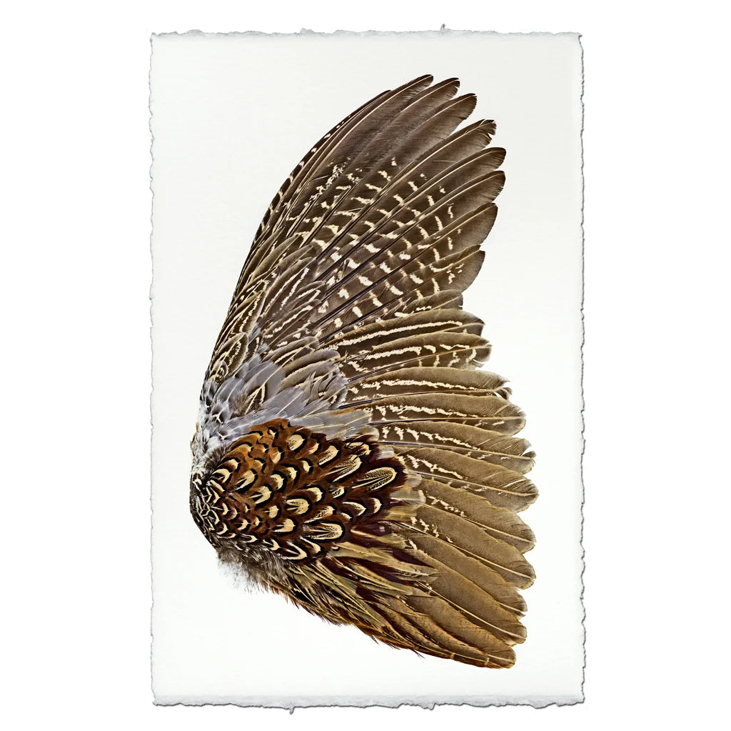 Ring Neck Pheasant Wing (Right) Fine Art Print