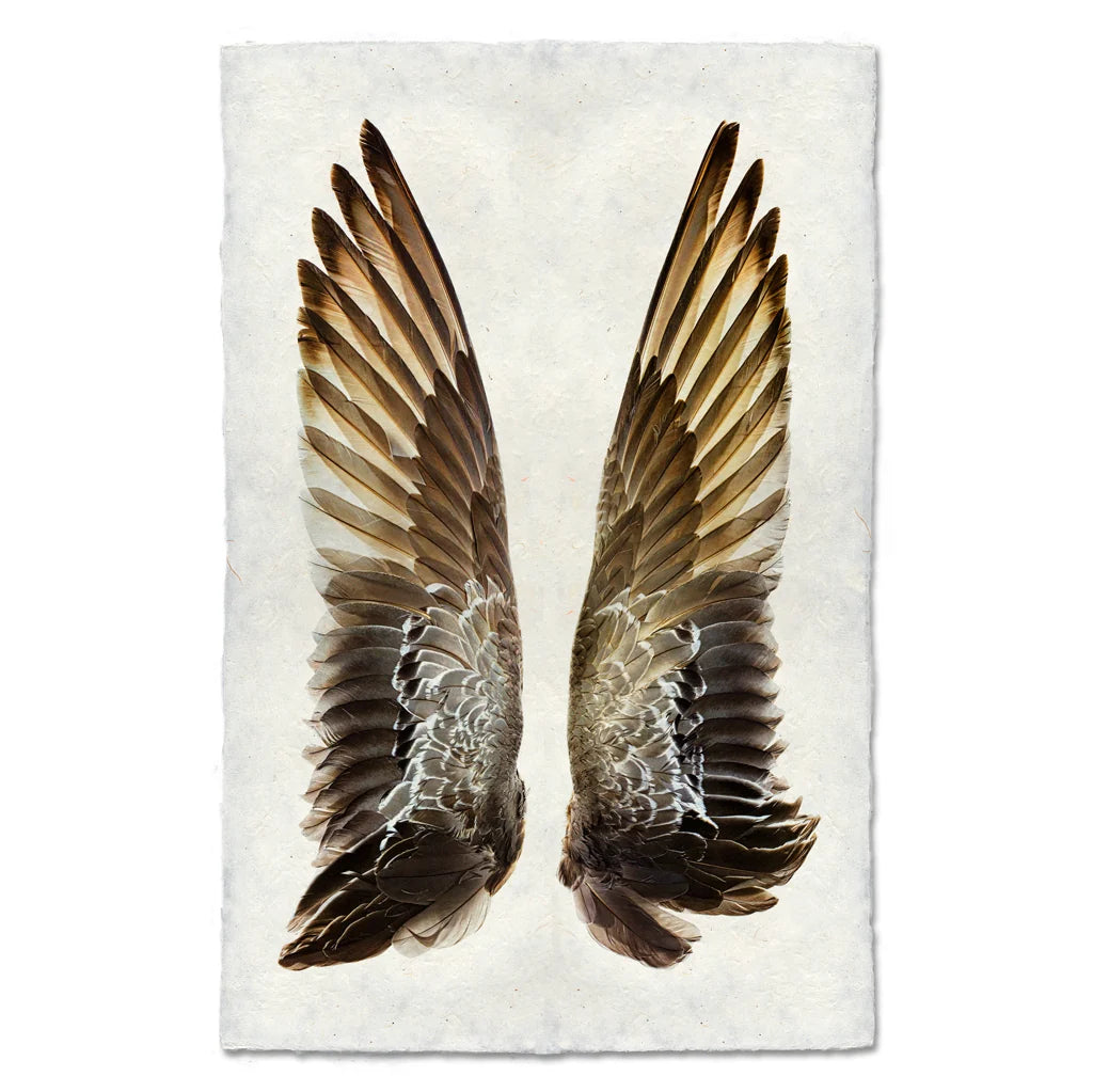 Gadwall Duck Wings Fine Art Print