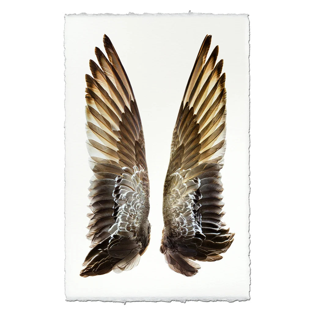 Gadwall Duck Wings Fine Art Print