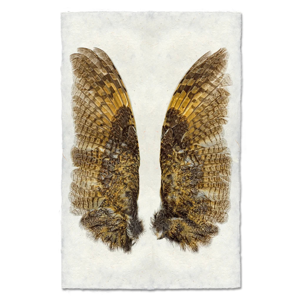 Owl Wings Fine Art Print