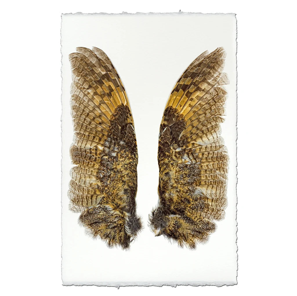 Owl Wings Fine Art Print