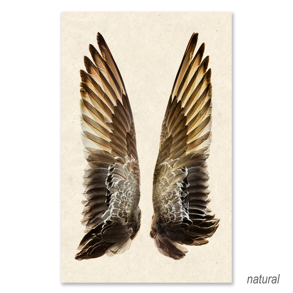 Gadwall Duck Wings Fine Art Print