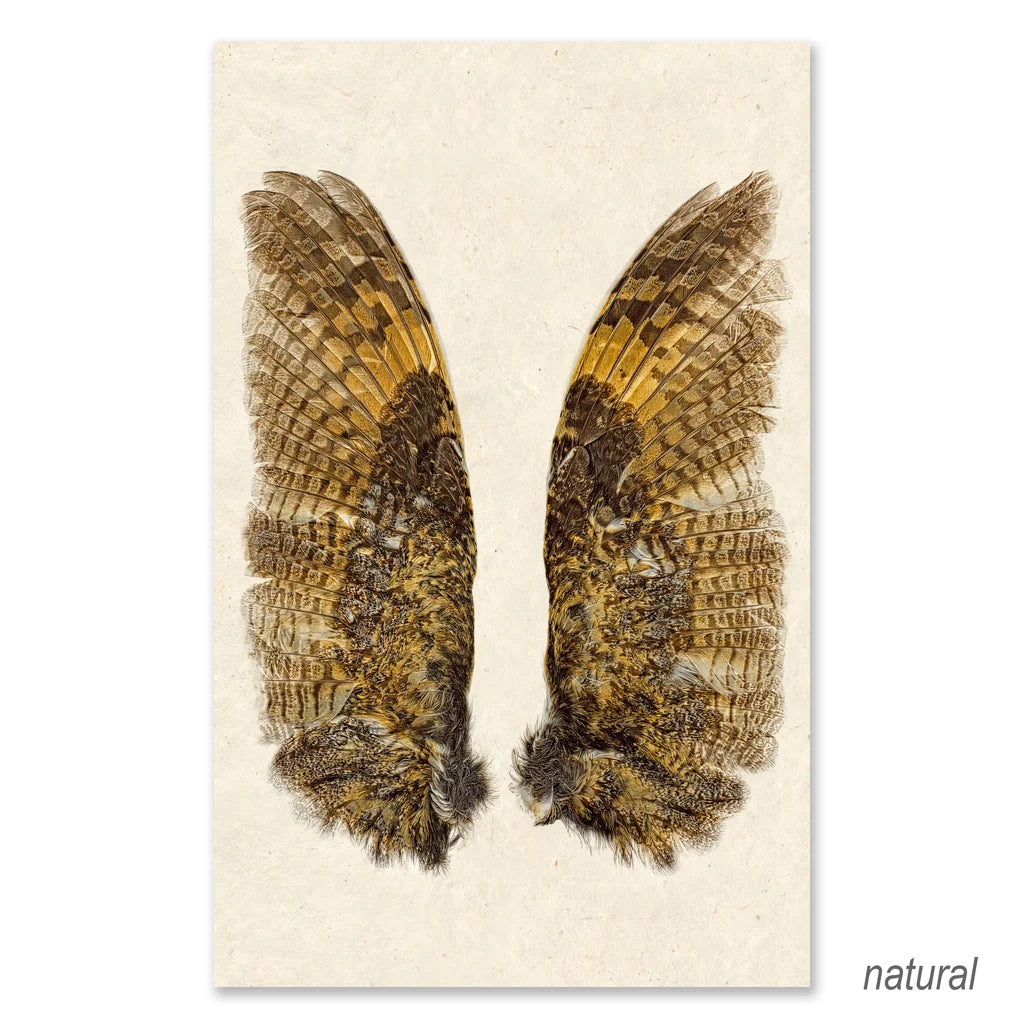 Owl Wings Fine Art Print