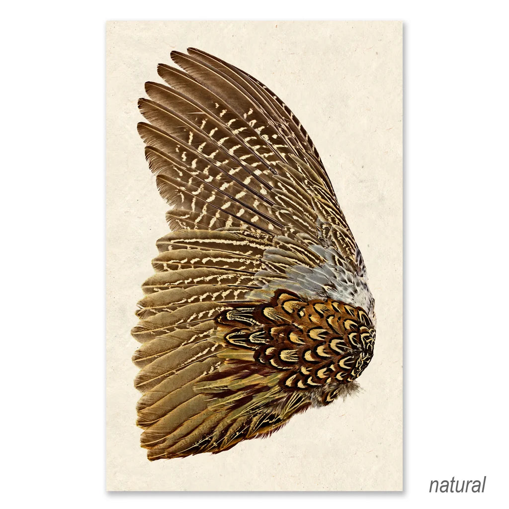 Ring Neck Pheasant Wing (Left) Fine Art Print