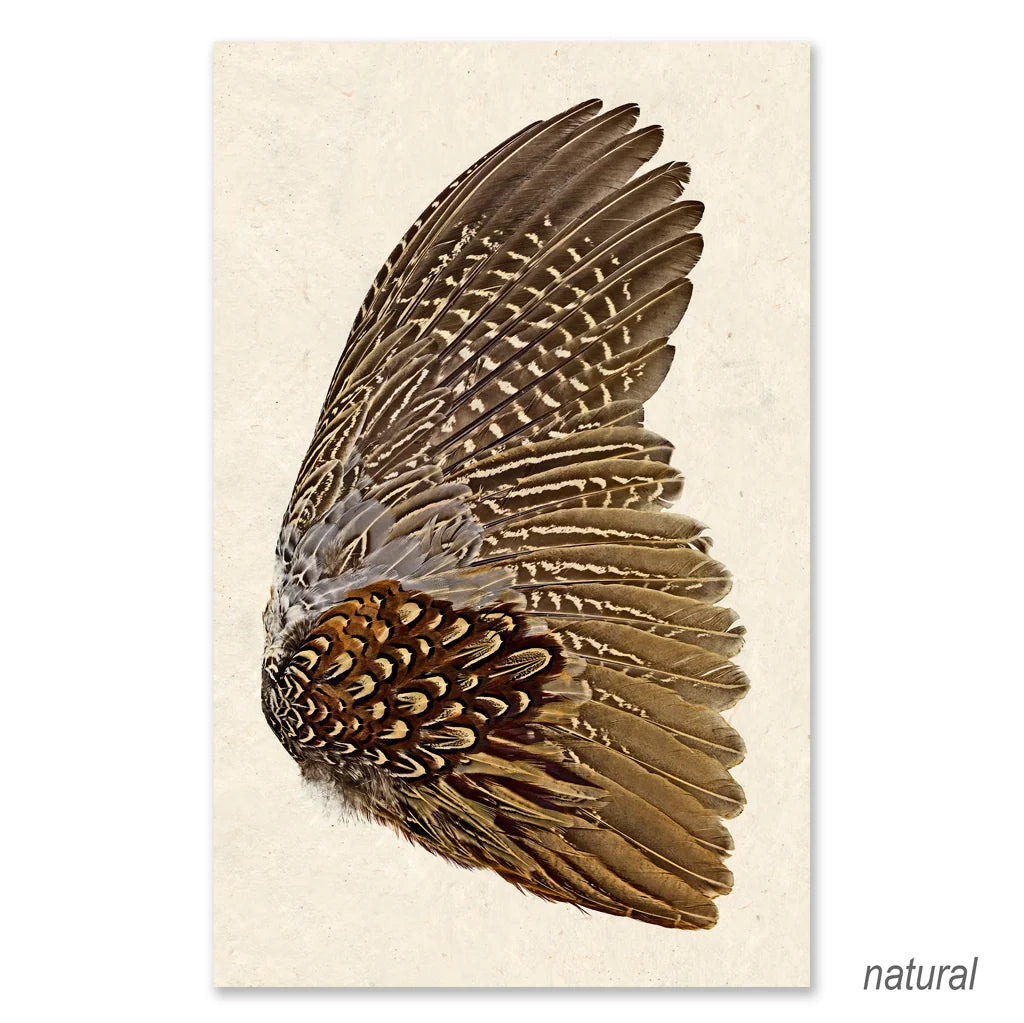 Ring Neck Pheasant Wing (Right) Fine Art Print