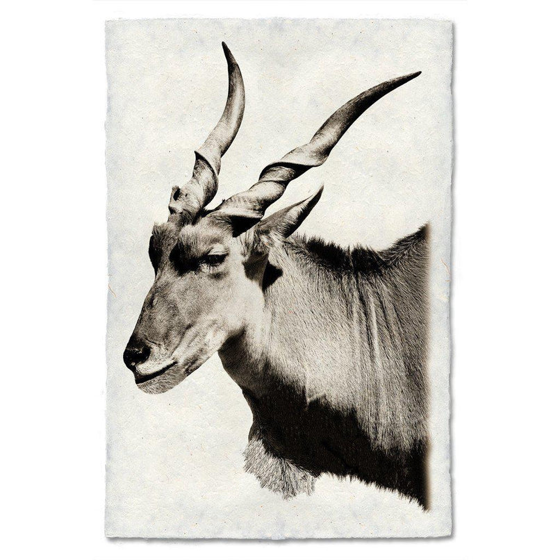 Safari Eland - Eric & Eloise Collection