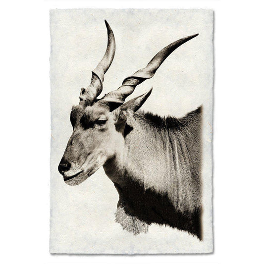 Safari Eland - Eric & Eloise Collection