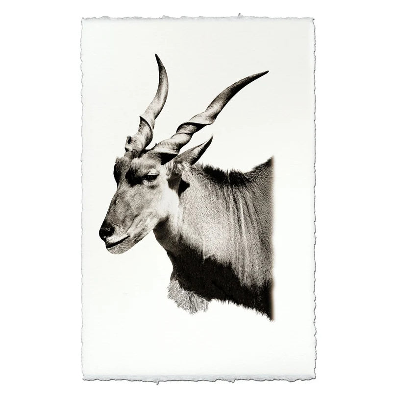 Safari Eland - Eric & Eloise Collection