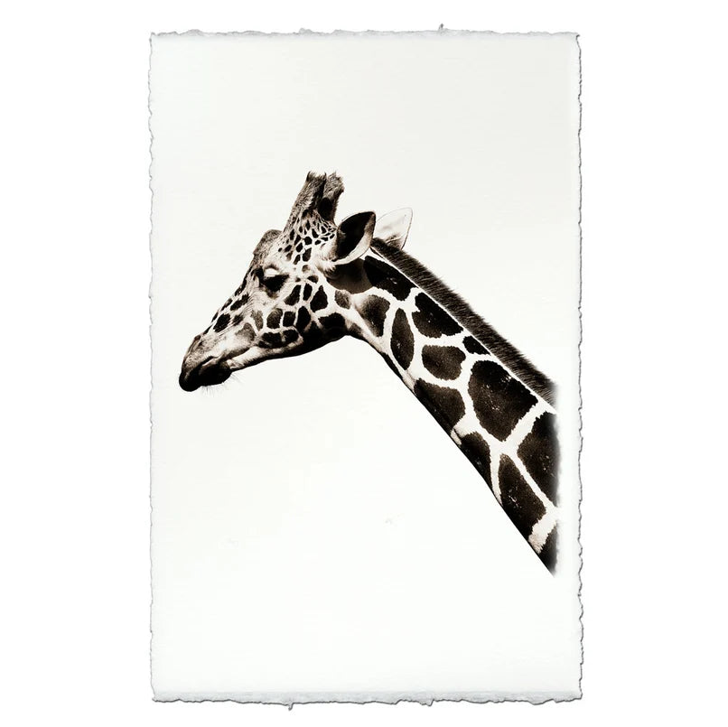 Safari Giraffe - Eric & Eloise Collection