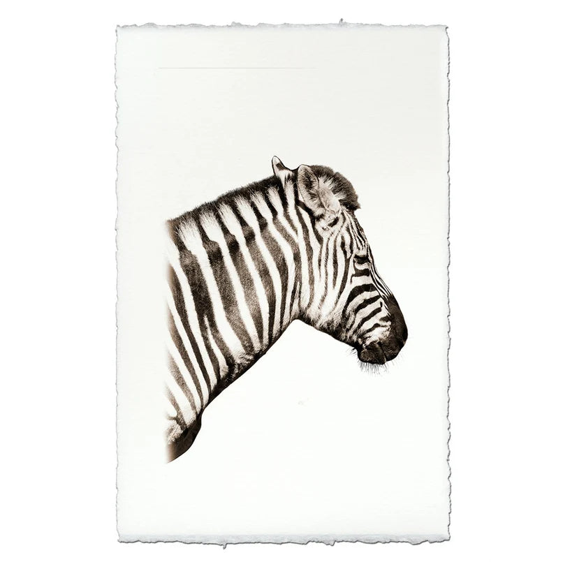 Safari Zebra - Eric & Eloise Collection